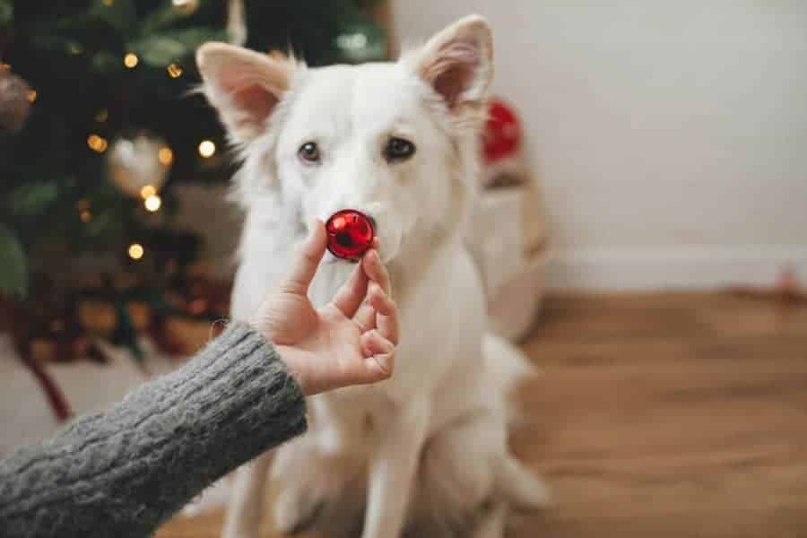 Keeping Your Furry Friends Happy and Safe During the Festive November Season