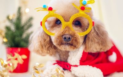 Stress-free-christmas-dog