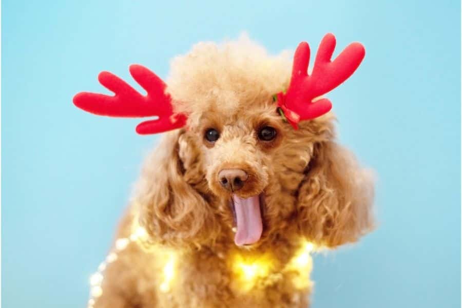 Holiday Pet Care: Keeping Your Furry Friends Safe and Happy During December