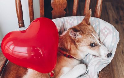 valentine-dog-heart-balloon-blog