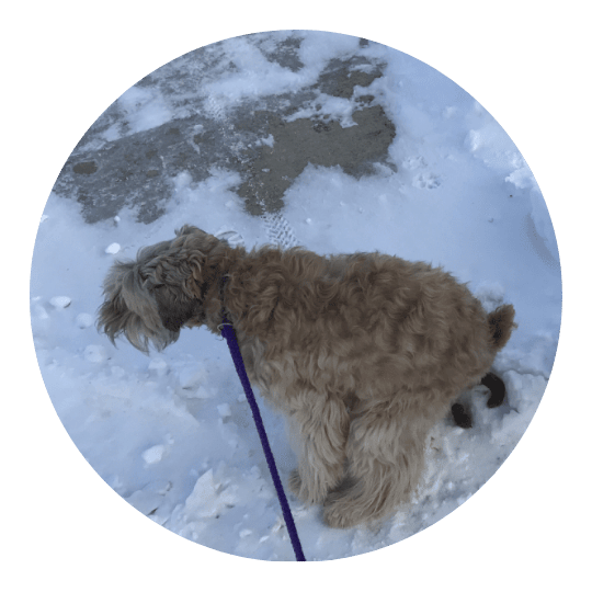 Dog Jogs Dog Training