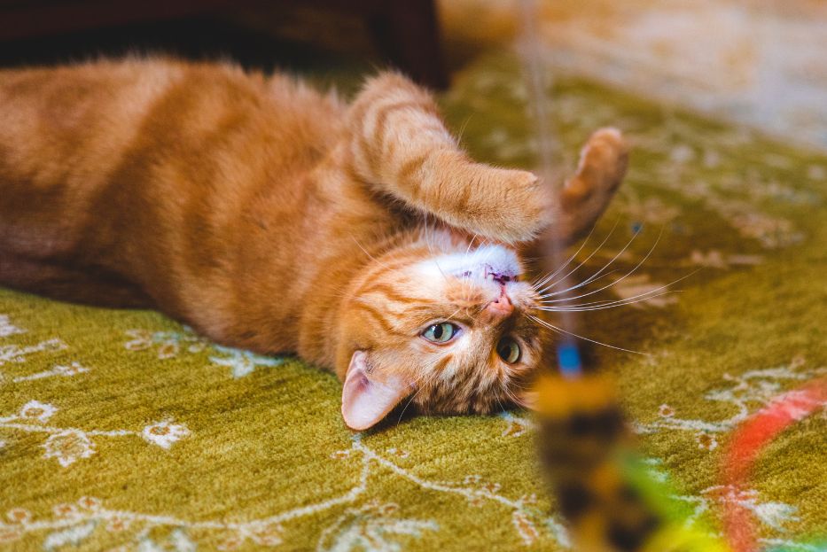 Zen Pet Care - Homepage- Cat Sitting in Avon, Cranton, Simsbury