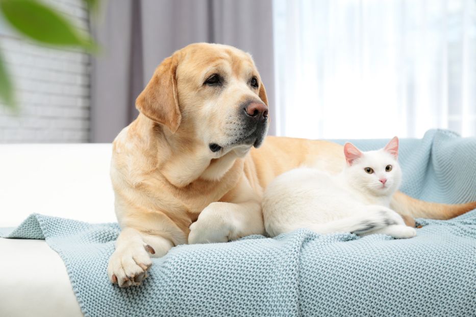 Zen Pet Care - Homepage- Pet Sitting in Avon, Cranton, Simsbury