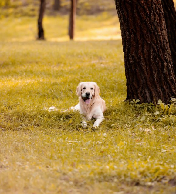 Central Connecticut’s Favorite Dog Walkers